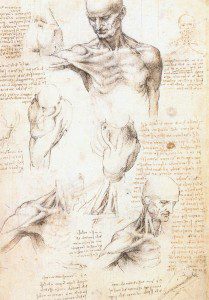 Leonardo_da_vinci_studi_anatomici_1509-1510